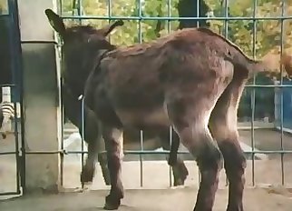 Close-up action, glorious bestiality