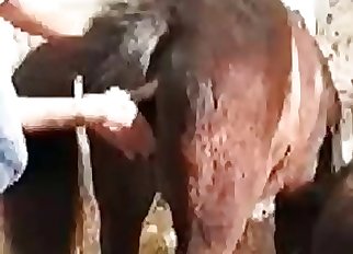 Doggy style zoophilia penetration