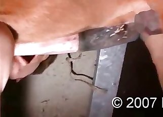 Amazingly hot and ionate amateur horse sex