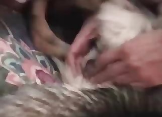 Close-up fast and furious bestiality