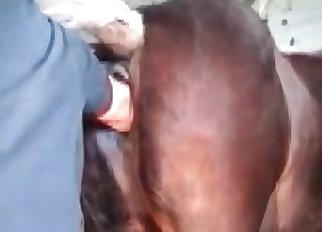 Nasty rectal exploration in the farm bestiality