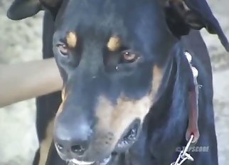 A black-haired dog is enjoying bj sex so freaking much